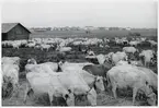 Betesfält med boskap. Bild tagen i samband med evakueringen av finska flyktingar i Haparanda, hösten 1944.