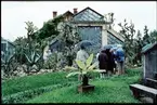 Botaniska trädgården i Cluj - Napoca, Rumänien.