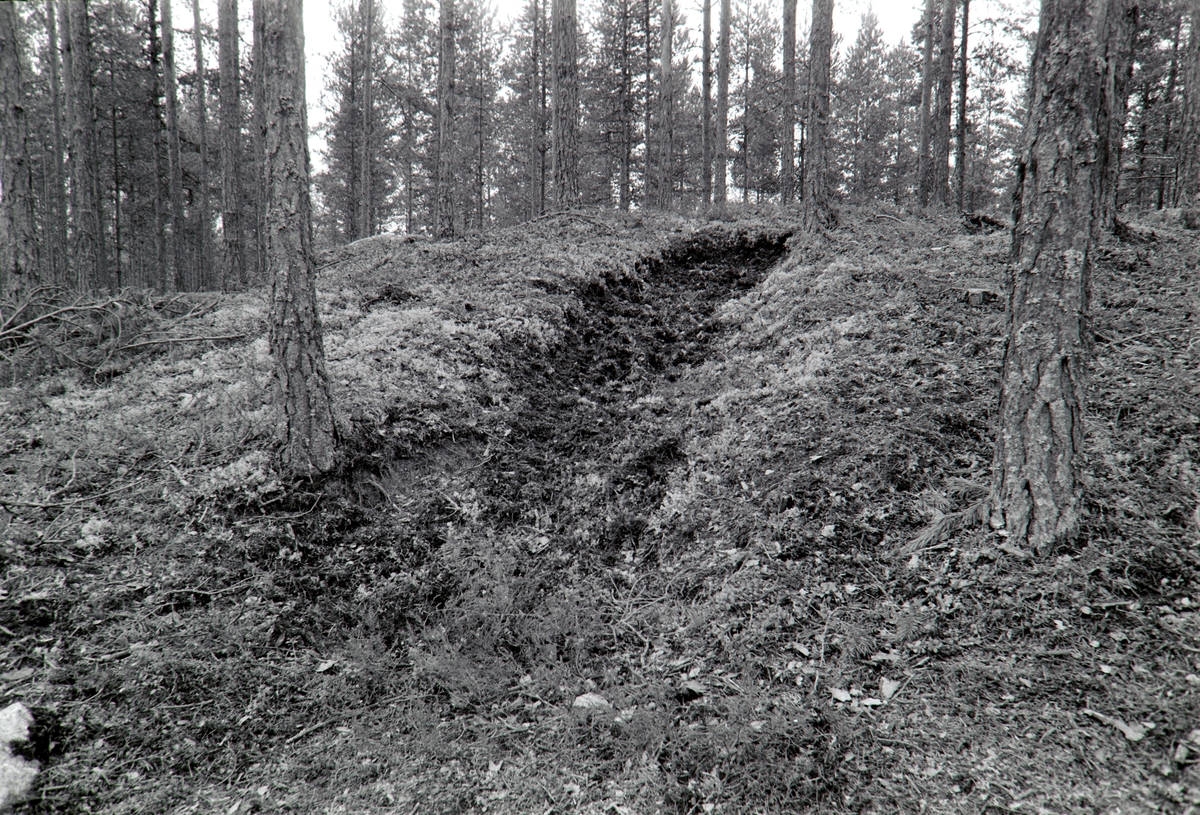 Tjæregraver, Frysjøsletta, Grue, Solør.