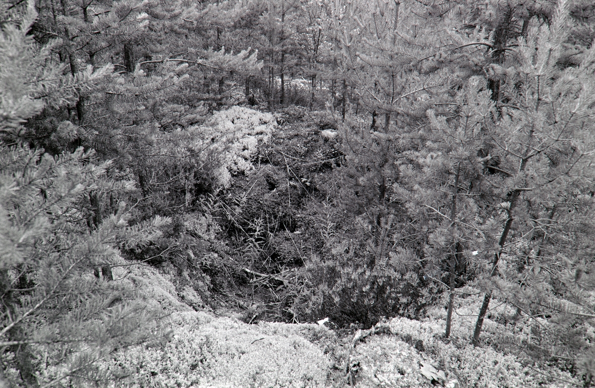 Dyregrav, nord for Frysjøen, Grue, Solør.