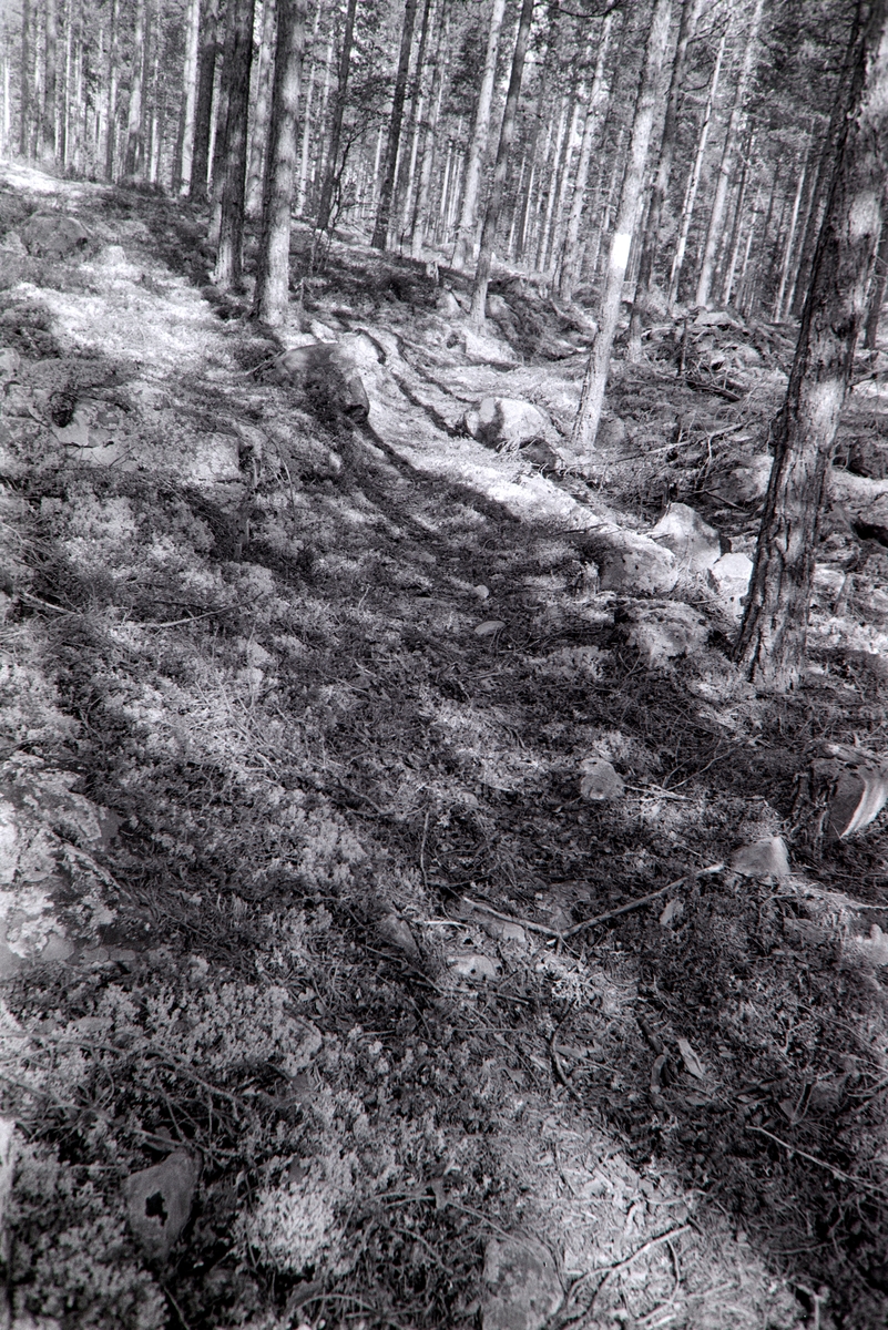 Finnvegen ved Brutjernet, Grue, Finnskog, Solør.