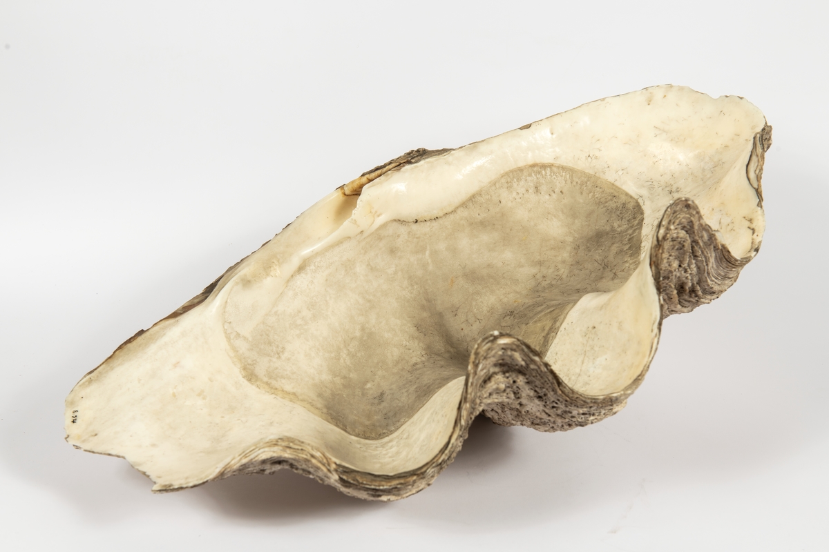 Jättemussla med kraftigt veckat skal. Övre skalhalvan.