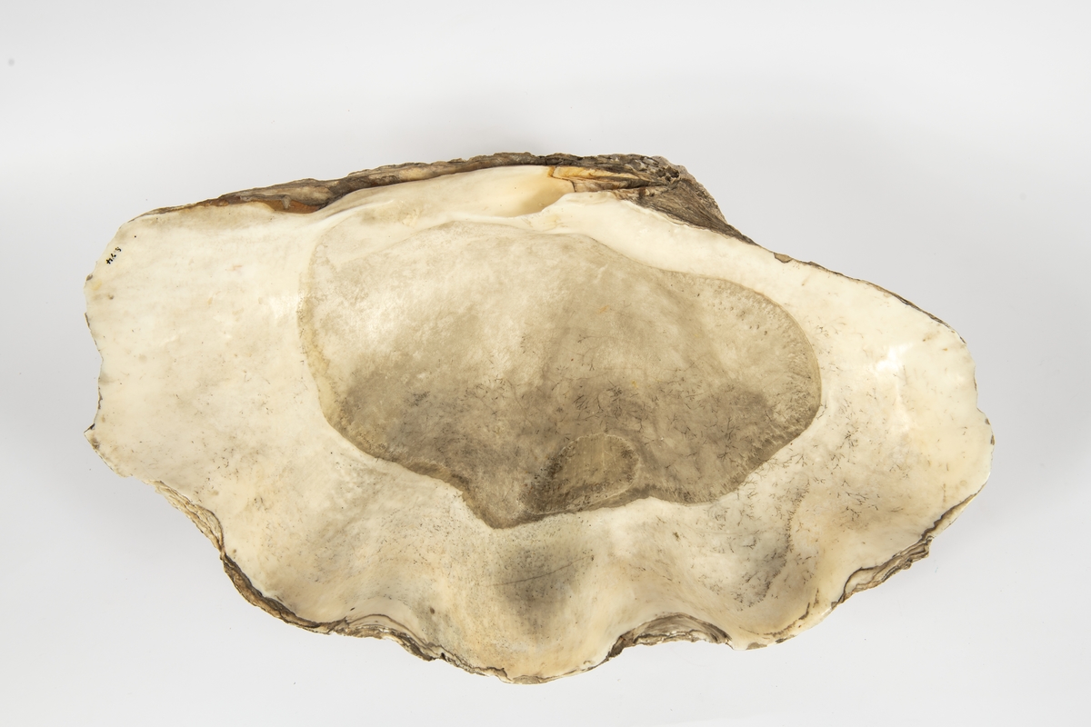 Jättemussla med kraftigt veckat skal. Övre skalhalvan.