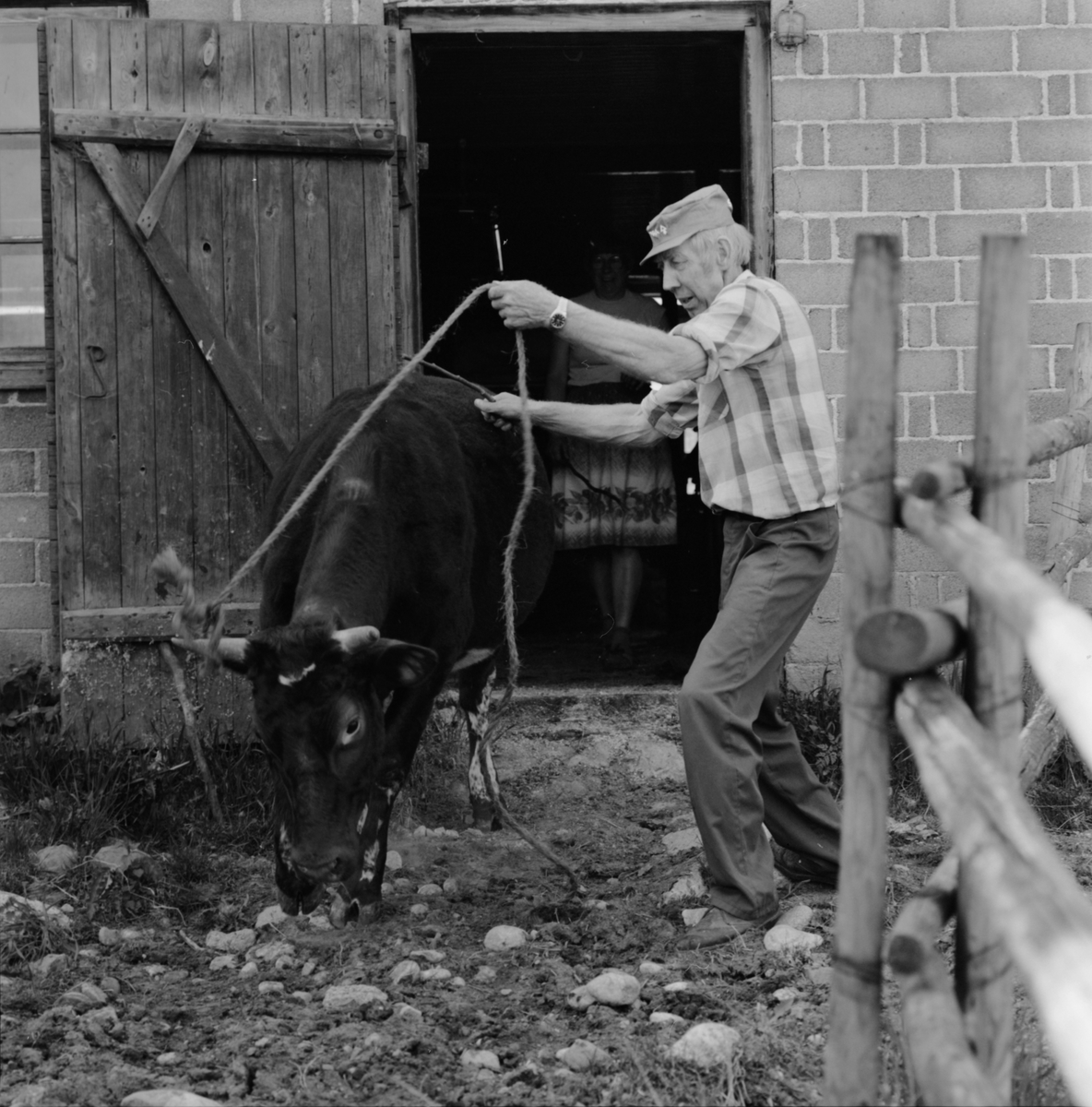 Lantbrukare Bertil Widblad släpper ut en kviga på sommarbete, Mossbo, Tierps socken, Uppland maj 1981