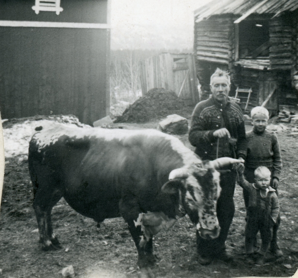 Halvor Raubakken Eikrehagen med Halvor Eikrehagen og Olav Eikrehagen som var bestevenn med oksen Gubben