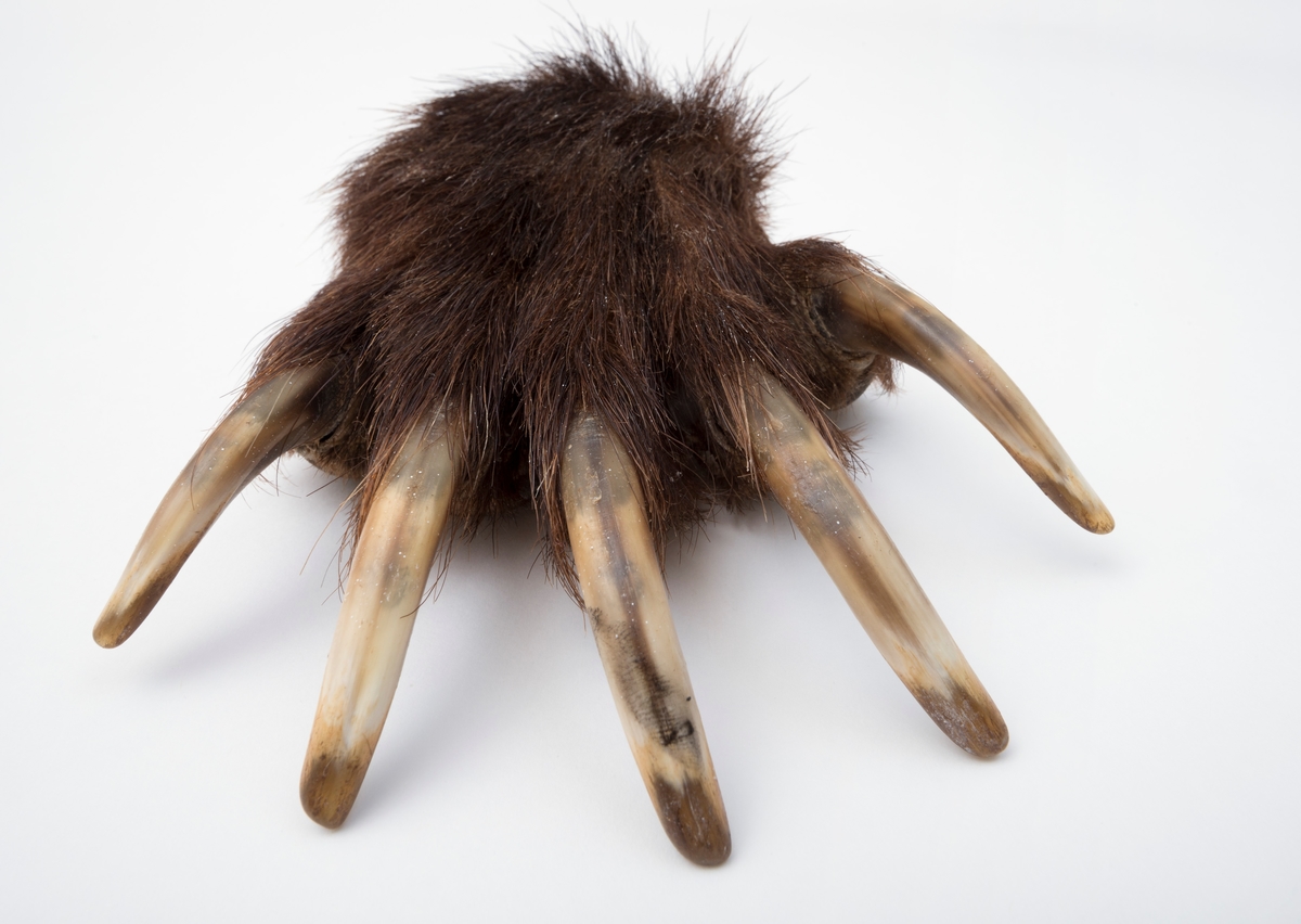 Preparert bjørnelabb fra høyre frambein til en bjørneunge. Den har alle 5 klør intakt. Labben er kappet av fra beinet ved leddet. Tåputene er intakte, mens hælputa er kunstig laget av formskum.  Skinnet er trukket over formskumputa deretter limt med silikon og festet med nagler. 