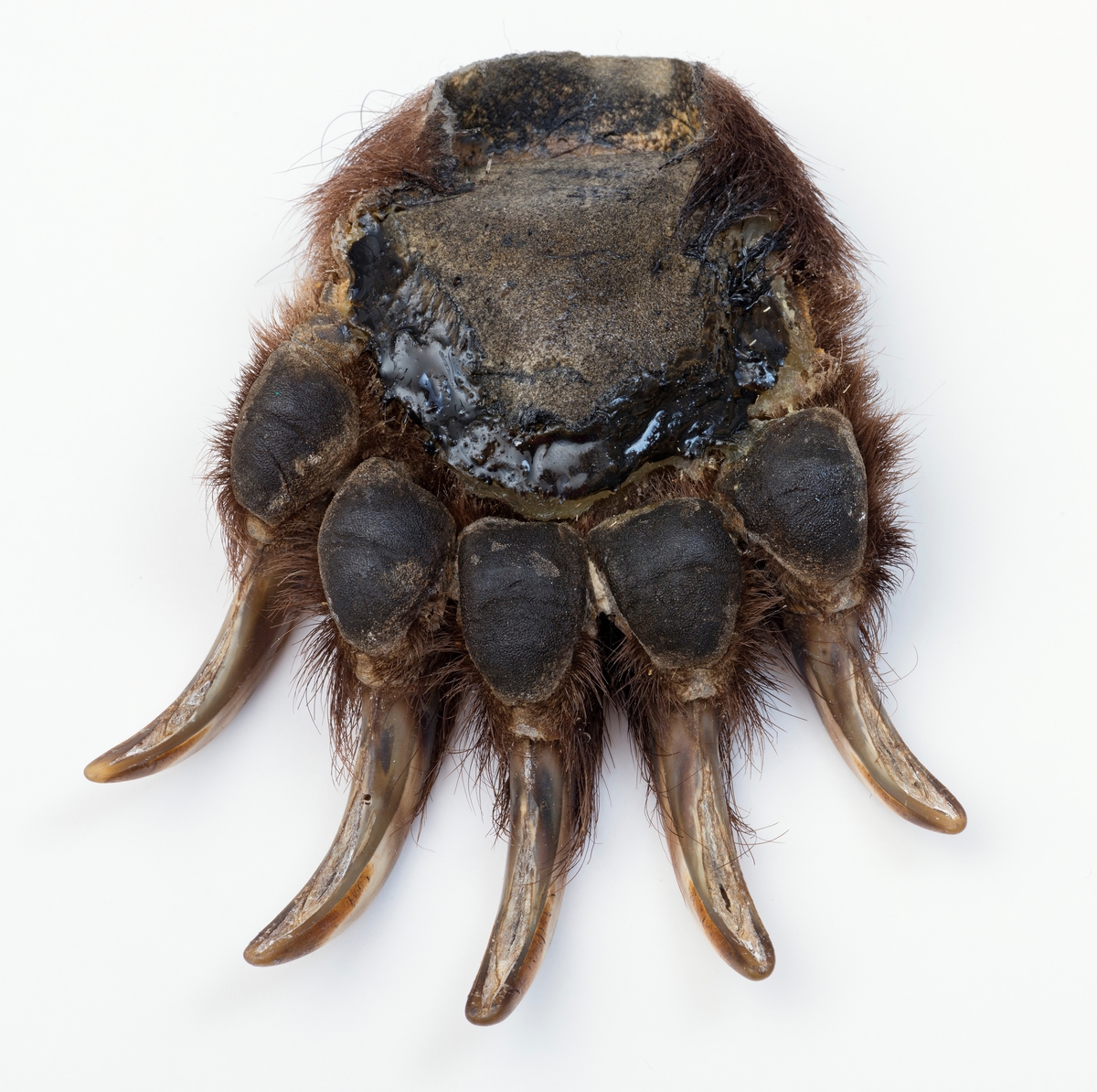 Preparert bjørnelabb fra høyre frambein til en bjørneunge. Den har alle 5 klør intakt. Labben er kappet av fra beinet ved leddet. Tåputene er intakte, mens hælputa er kunstig laget av formskum.  Skinnet er trukket over formskumputa deretter limt med silikon og festet med nagler. 