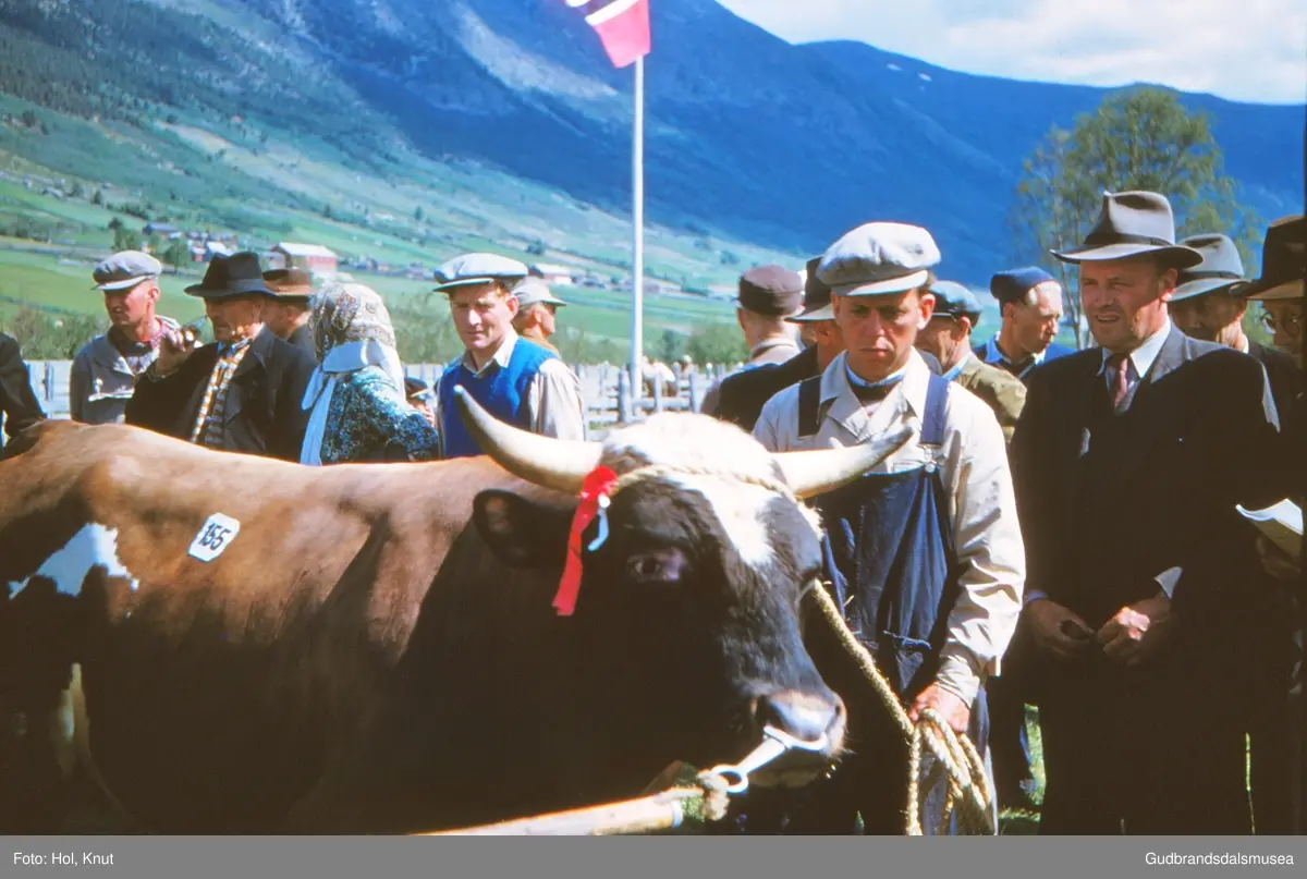 Okse (Bragutt Lien) vist på fesjå på Ånstadøya 1954