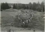 Badelunda sn, Anundshögsområdet, Långby.
De båda stora skeppssättningarna efter renoveringen. 1932.