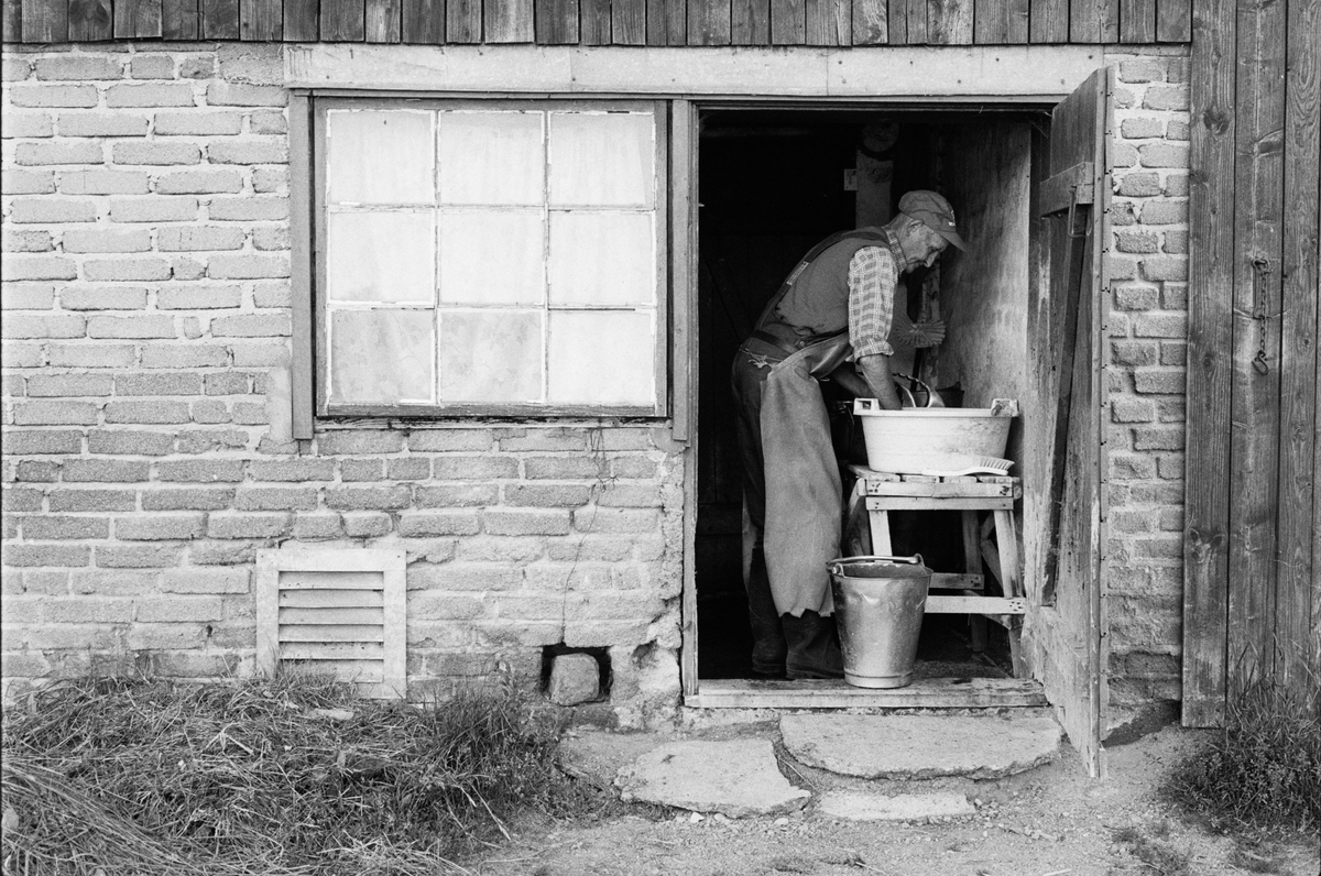 Lantbrukare Arvid Mattsson diskar mjölkningsutrustning, Lönnholmen, Gräsö, Uppland 1994 - 1995