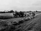 SKÖRDEFOLK I LABACKA 1940.