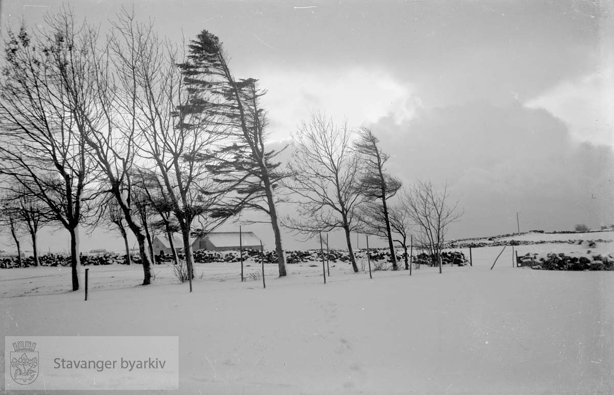 Trær. Steingard og gårdsbygninger i bakgrunnen......NB! Dette fotografiet er sannsynligvis tatt av Hans Henriksen. Gard Paulsens og Hans Henriksens arkiver ble avlevert sammen. Sjansen er stor for at enkelte bilder har blitt blandet sammen.