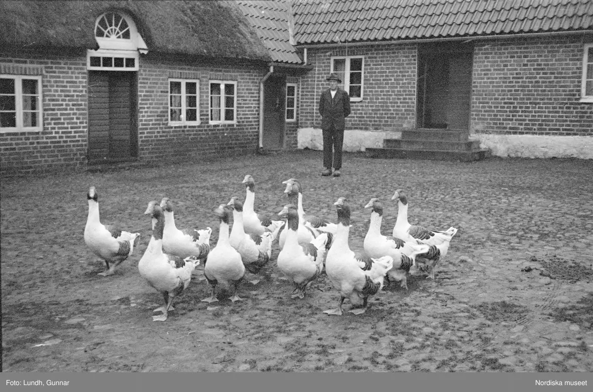 Miljöbilder  och porträtt av Nils och Fredrik Åkesson gåsupfödare i Veberöd, exteriör av bondgård, en hund på en gårdsplan, en flock gäss på en gårdsplan, porträtt av två män och en hund som står på en gårdsplan, en kvinna står i en dörröppning vid en tvådelad dörr, en man står vid en delad ladugårdsdörr, vy över en väg med hagar och stängsel av brädor.