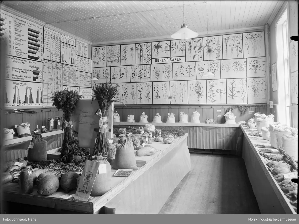 Fylkesutstillingen Kongsberg 1924. Utstilling merket med "Ugress-saken". Plansjer med forsøk over ugress beplantning stilles ut. Matvarer på benker rundt rommet og på bord i midten.