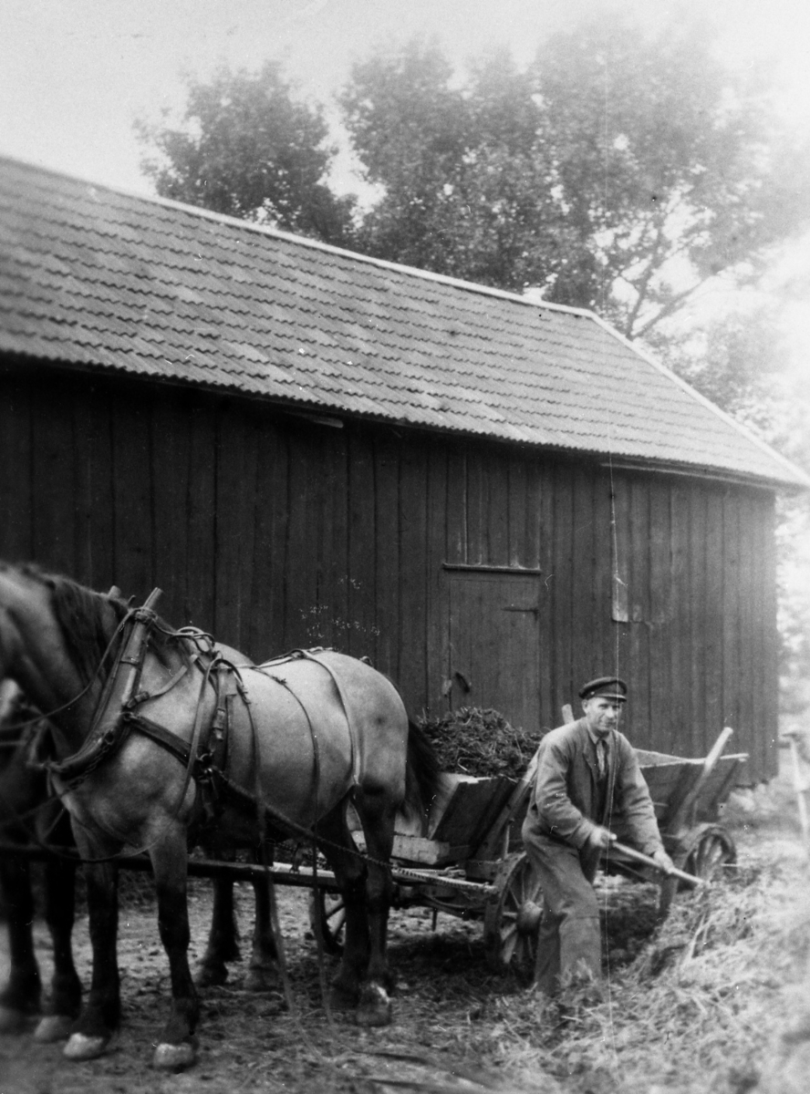 Gödsellastning. Gödselkärran är spänd bakom två hästar och på den ena bilden lassas gödseln upp av en man och på den andra av tre små pojkar.