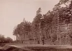 Telefonnät vid Norrtull år 1897.