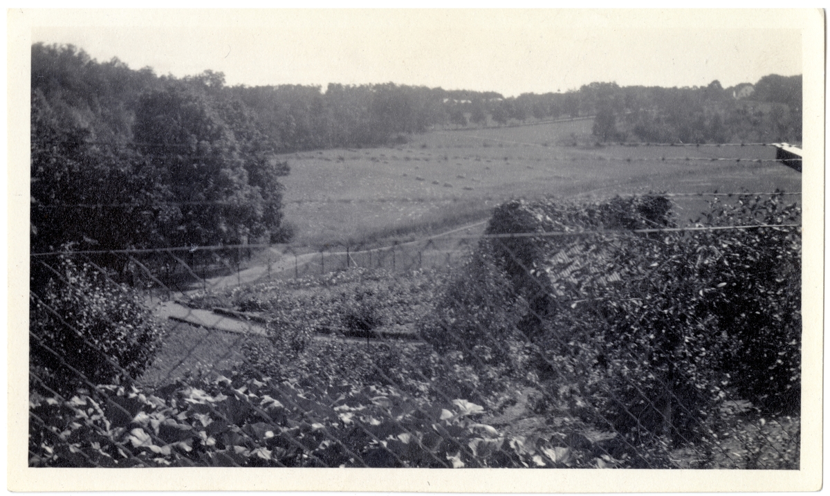 Utsikt fra skolehagen på Hengsengen mot Bygdøyveien og alleen opp mot hovedbygningen på Bygdø Kongsgård ca. 1920.