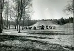 Badelunda sn, Anundshögsområdet, Långby.
Stora skeppssättningen och Anundshögen med vitsippor i förgrunden.