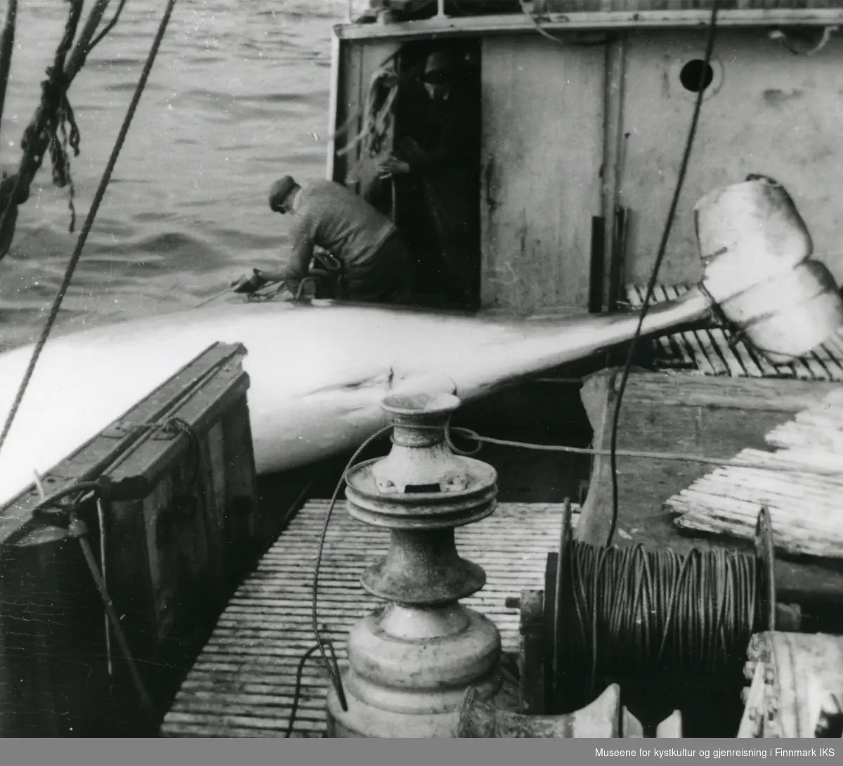 M/K "Rossfjord" (F-155-NK) på småhvalfangst i Barentshavet. Hvalen blir dratt ombord. 1950-tallet.