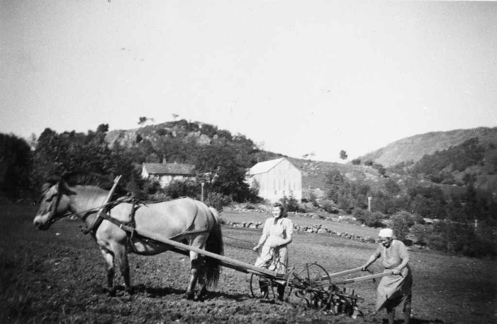 To kvinner i arbeid med hypping. F. v. Selma Eikeland  og Maria Idland. I bakgrunnen garden Eikeland.