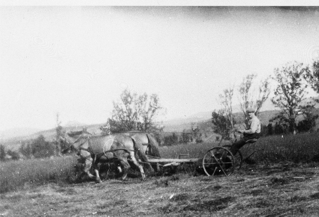 I slåtten på Lende bnr. 4. Ein bruka 2 hestar til å dra slåmaskinen. Graset vart turka til høy enten på flatmark eller hengt på heskjer.