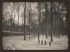 Vy över Carolinaparken, snötäckt