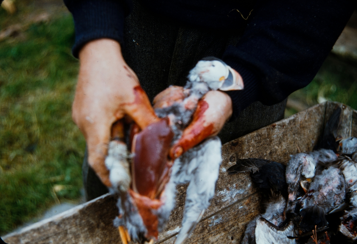 Død lundefugl på Lovund, 1955