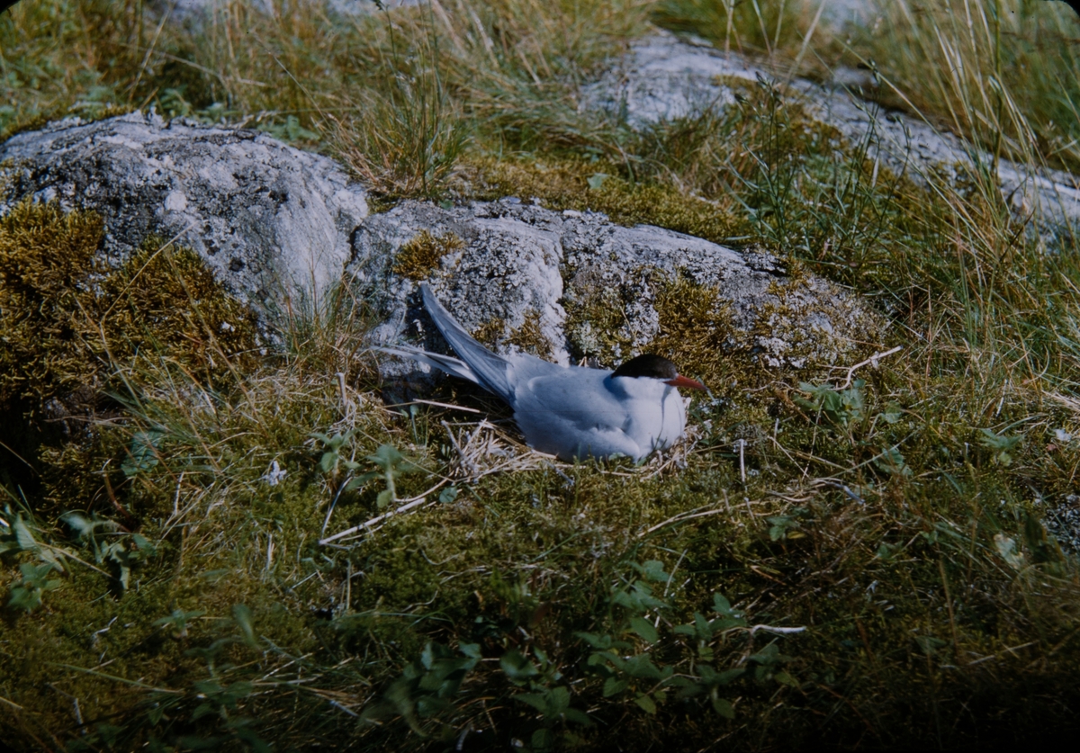 Terne ved Olfoten, 1956