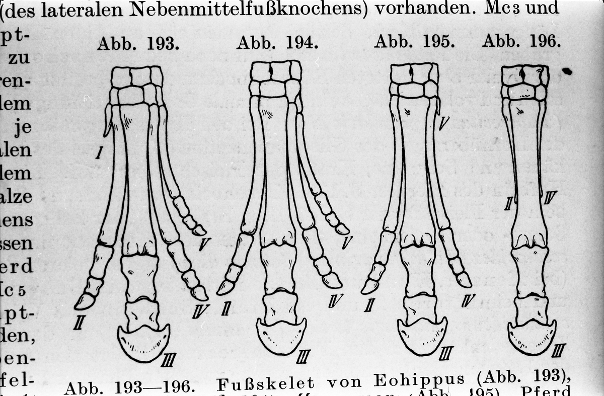 Serie på 41 bilder som viser tegninger av hesters indre og ytre organer og anatomi. Tegningene skriver seg fra ett eller flere eldre magasiner og/eller bøker.