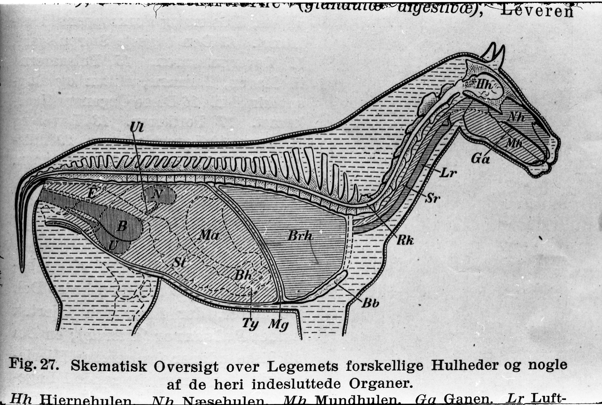 Serie på 41 bilder som viser tegninger av hesters indre og ytre organer og anatomi. Tegningene skriver seg fra ett eller flere eldre magasiner og/eller bøker.