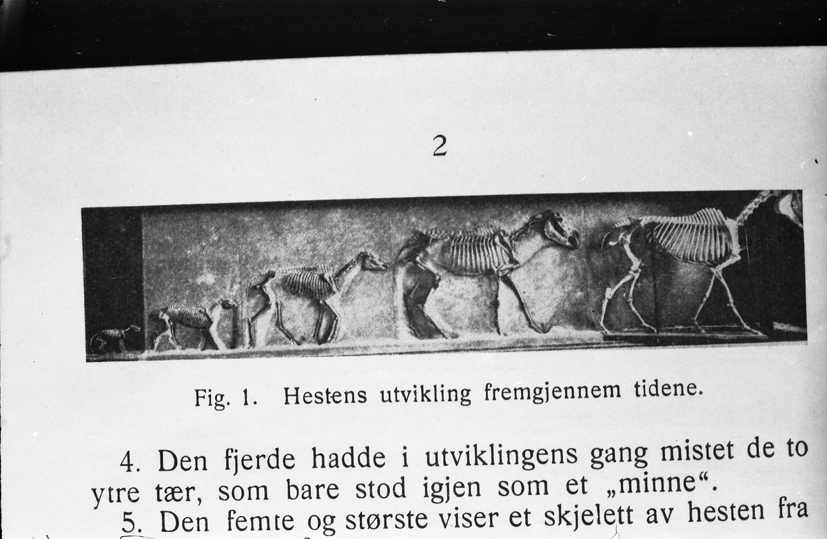 Serie på 41 bilder som viser tegninger av hesters indre og ytre organer og anatomi. Tegningene skriver seg fra ett eller flere eldre magasiner og/eller bøker.
