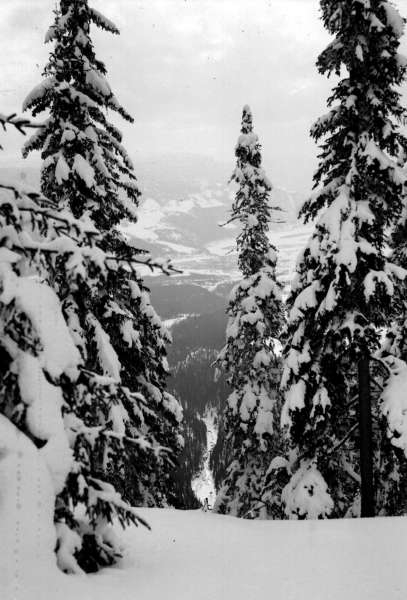 Ringebu. Granskog. Vinter.