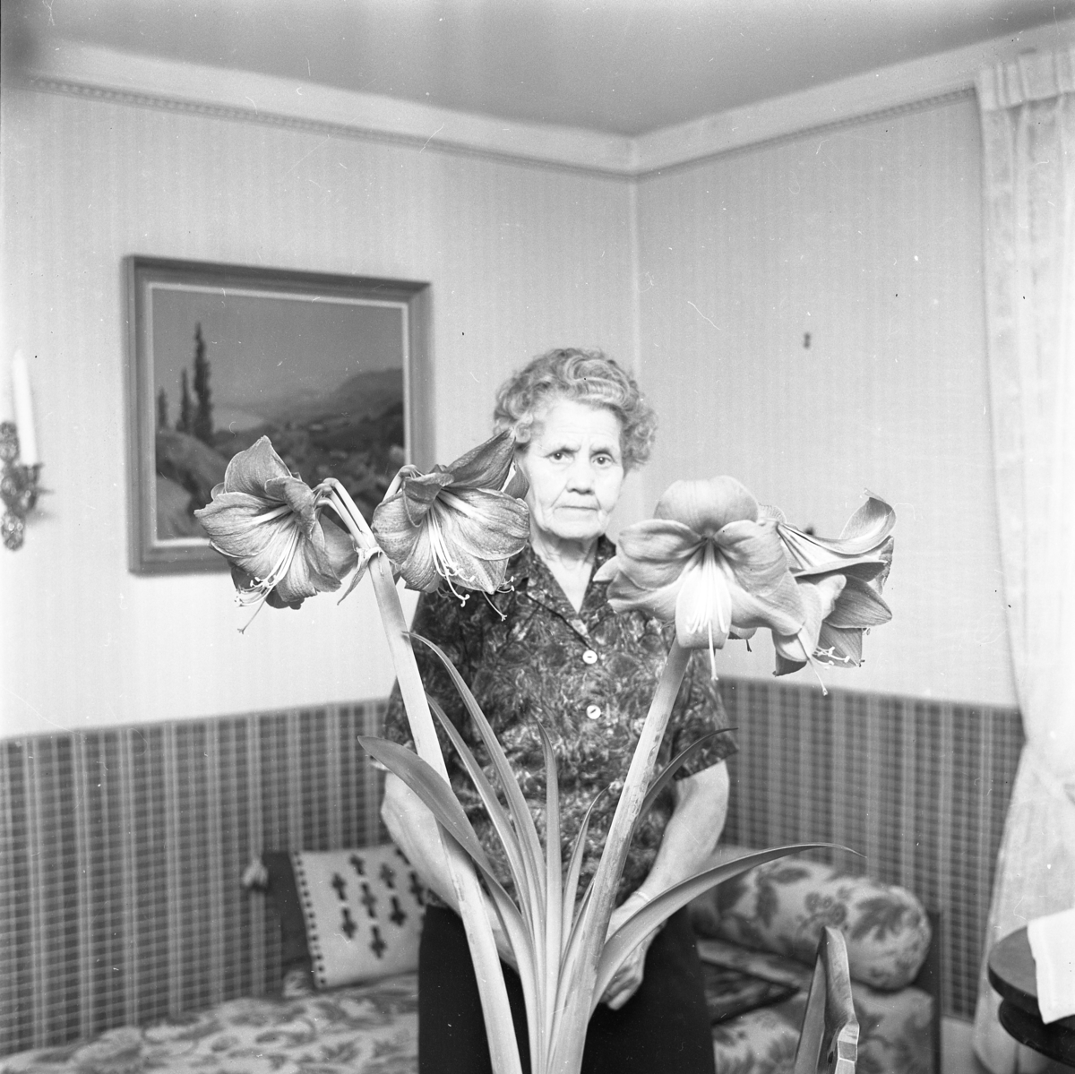 Signe Svensson i sitt hem ("Apoteksgården") bakom en stor amaryllis.