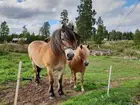 Nordsvensken Trumf och gotlandsrusset Yxi, Kättboåsen, Venjan, Mora, 2018.