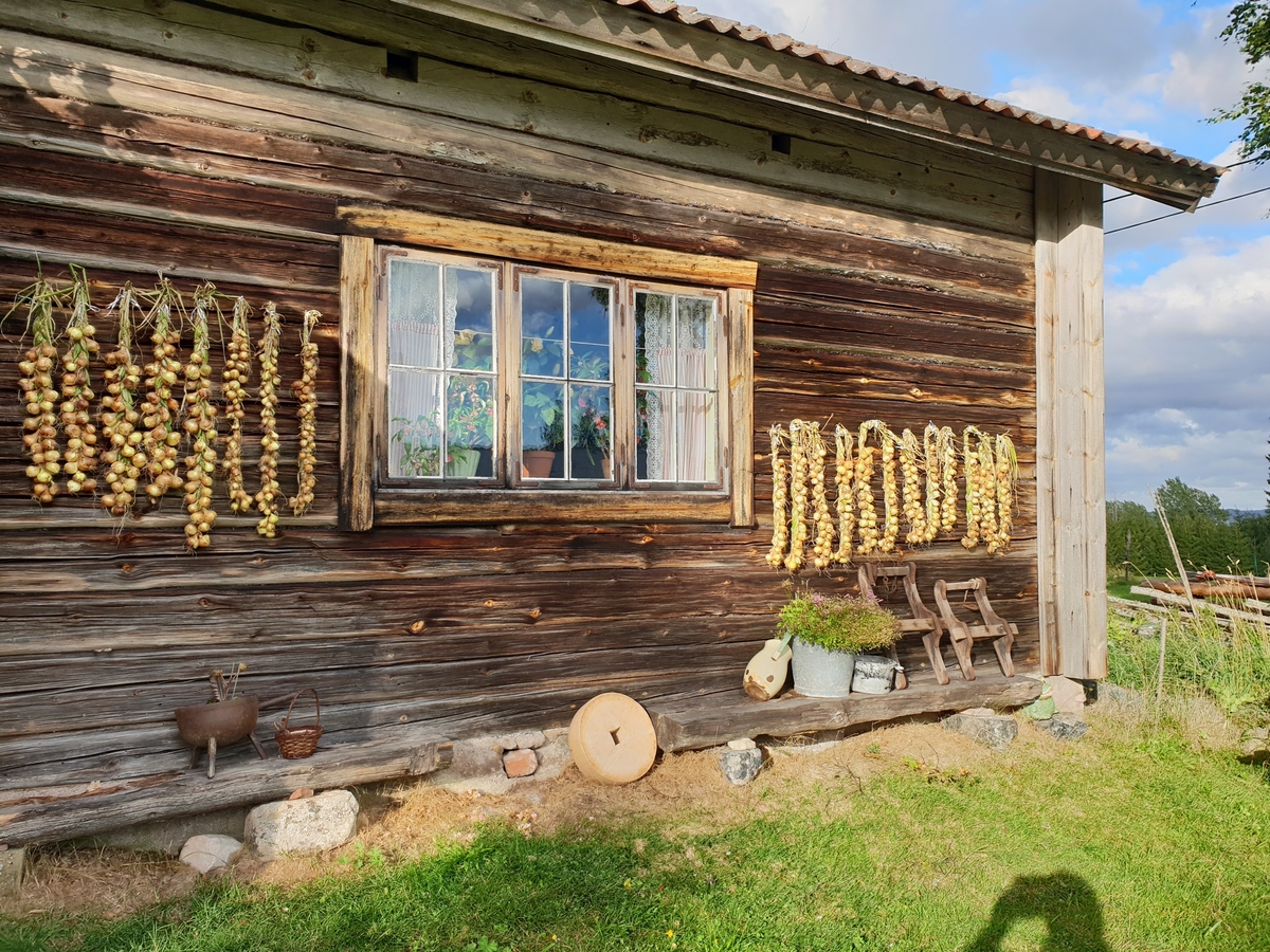 Bohus, Kättboåsen, Venjan, Mora, 2018. Lök hänger på tork.