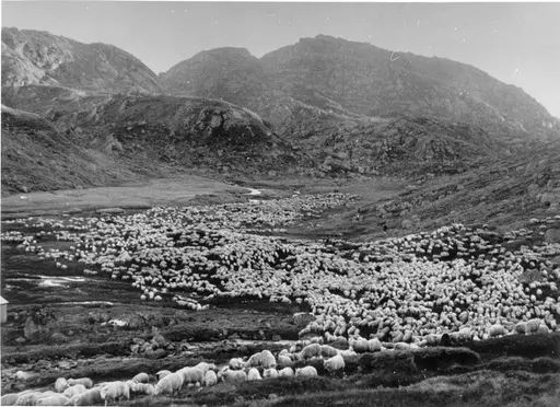 Seterkultur og gjetarkultur