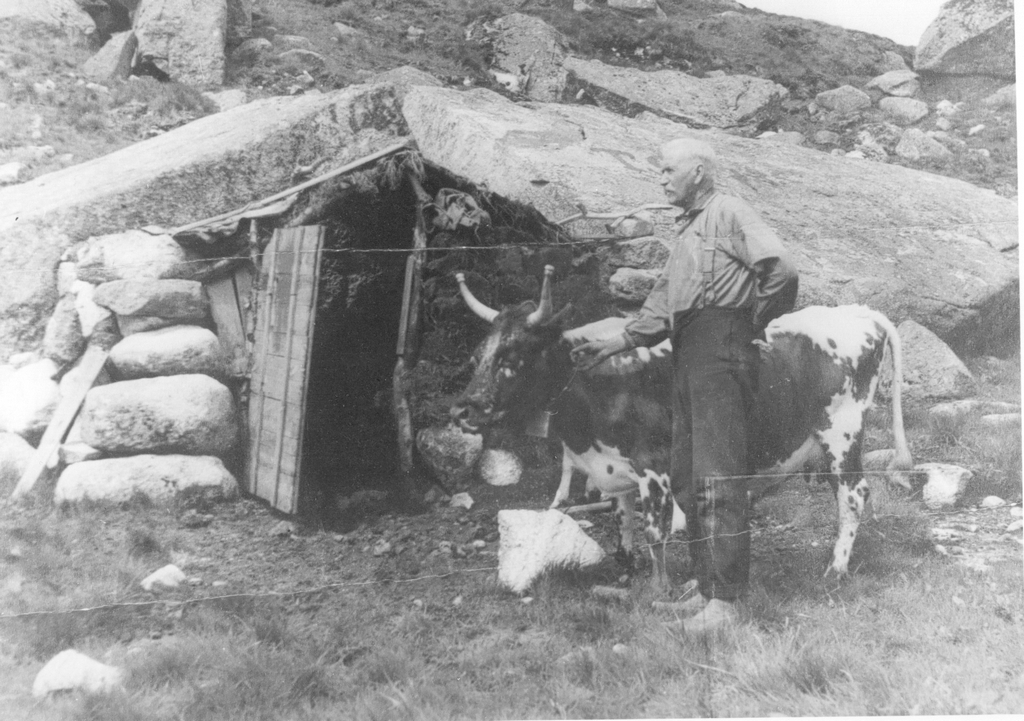 Sven A. Undheim med ku utanfor steinbu ved Holmevasslegå.