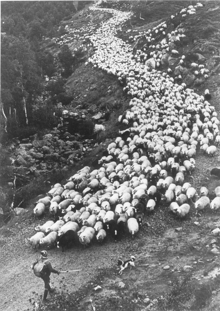 Drift på veg heim gjennom Jogledalen.