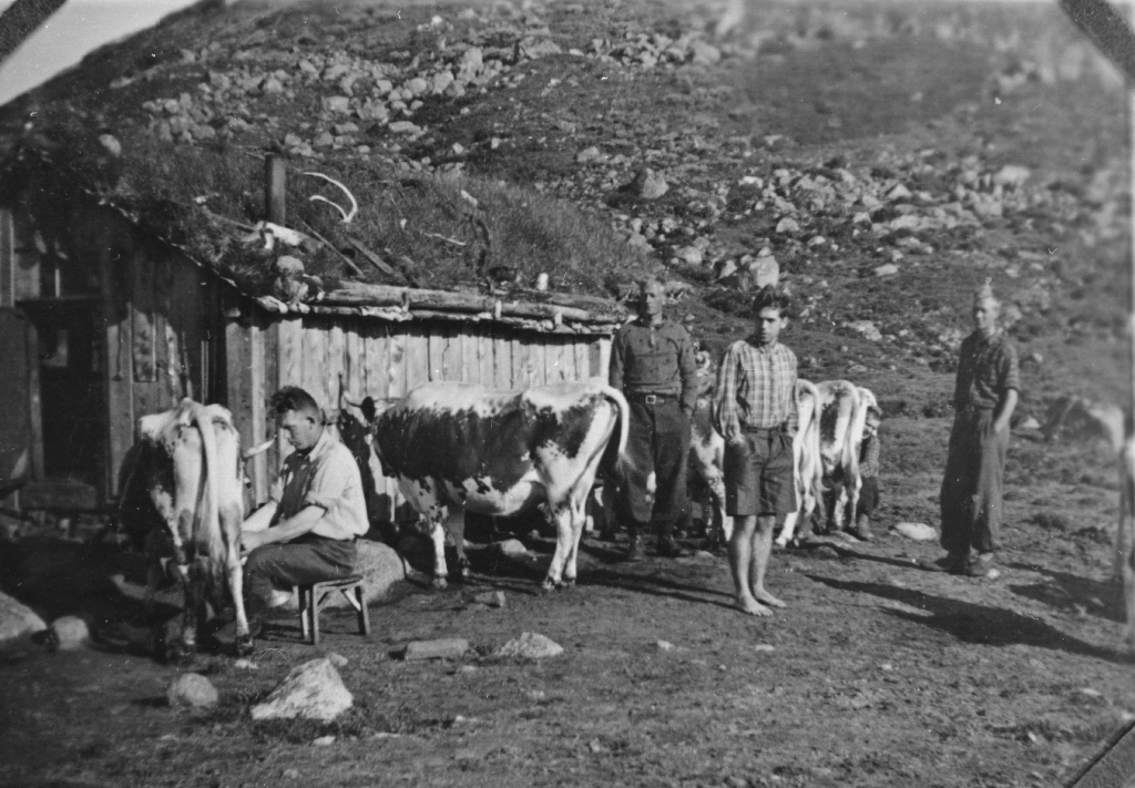 Mjølking på Bronestøl.
Sven Idland mjølker.
Frå venstre: Karsten Ravndal, Torvald Sirevåg, Arne Ravndal.