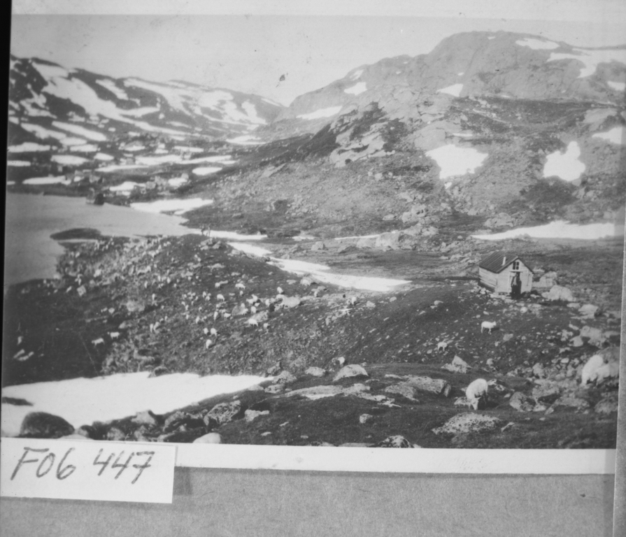 Flogevasskvæven i suleskardheia