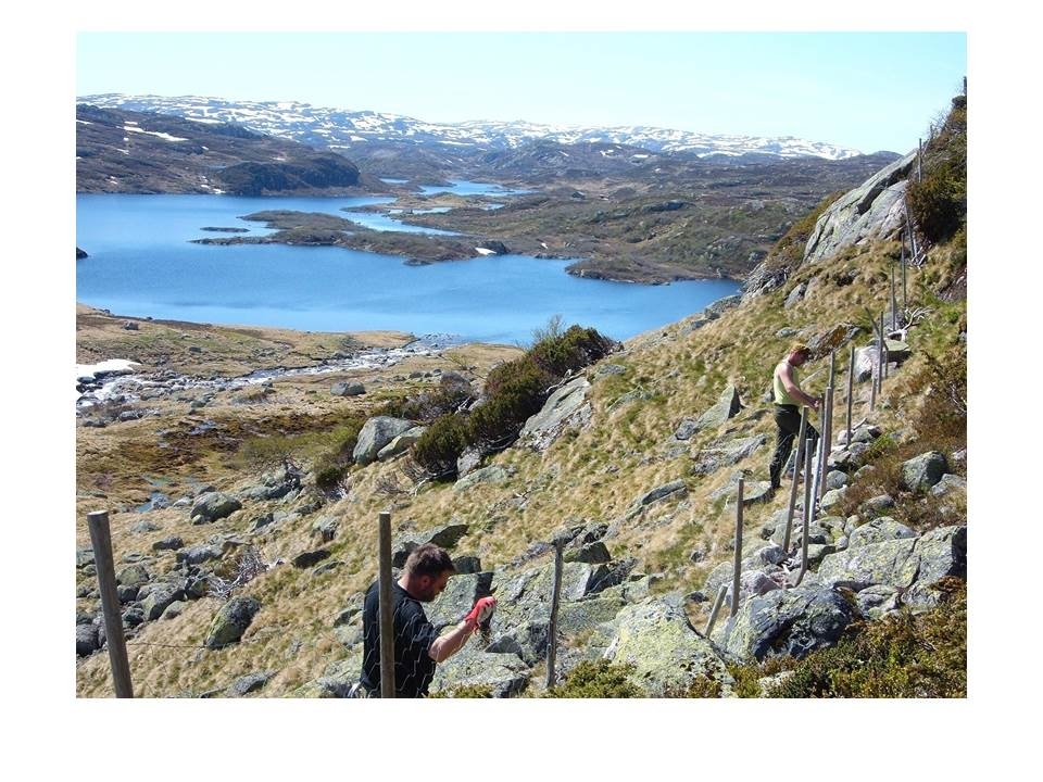 Erik Vigrestad og Svein Kåre Van der Blom set opp sauagjerde på Modden, ved Nordre Monsvatnet i Langeidsheia.