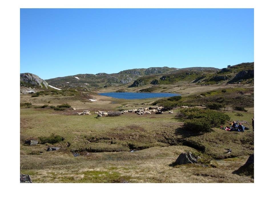 Microsoft PowerPoint presentasjon som presenterer "Jæren Smalalag". Bileta gir fakta om smalalaget, og viser nokre av lagets hytter og sauedrift i Setesdalsheiene.