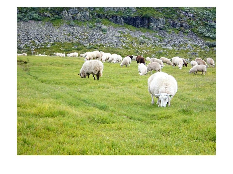 Nokre av sauene til Asbjørn Haga er samla på Flåtå i Langeidsheia.