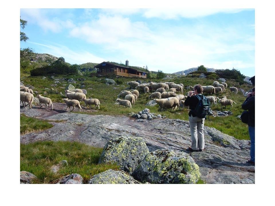 Microsoft PowerPoint presentasjon som presenterer "Jæren Smalalag". Bileta gir fakta om smalalaget, og viser nokre av lagets hytter og sauedrift i Setesdalsheiene.