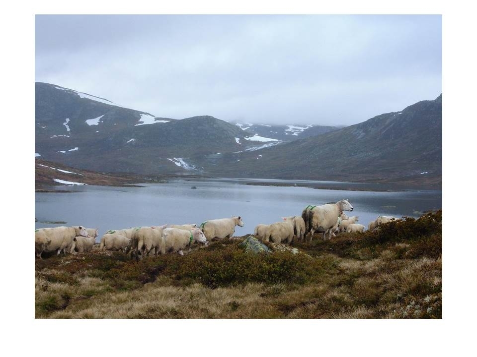 Driving av sau inn i Suleskardshei med Bosvatnet i bakgrunnen.