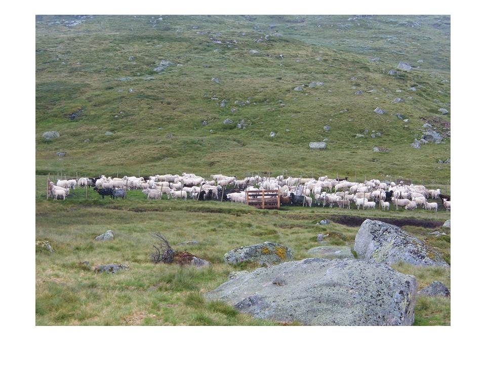 Sauer er samlet opp ved Flåto etter folk som har glemt å lukke grinder. Karl Martin Mattingsdal skal føre dem til heis.
