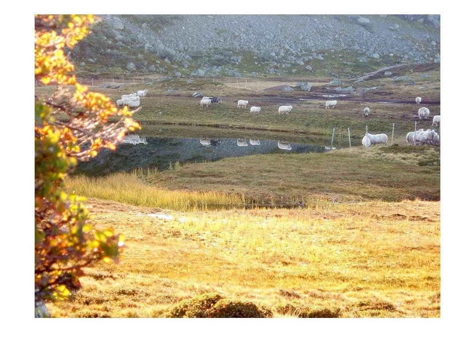 Sauer samla på Flåtå på hausten.