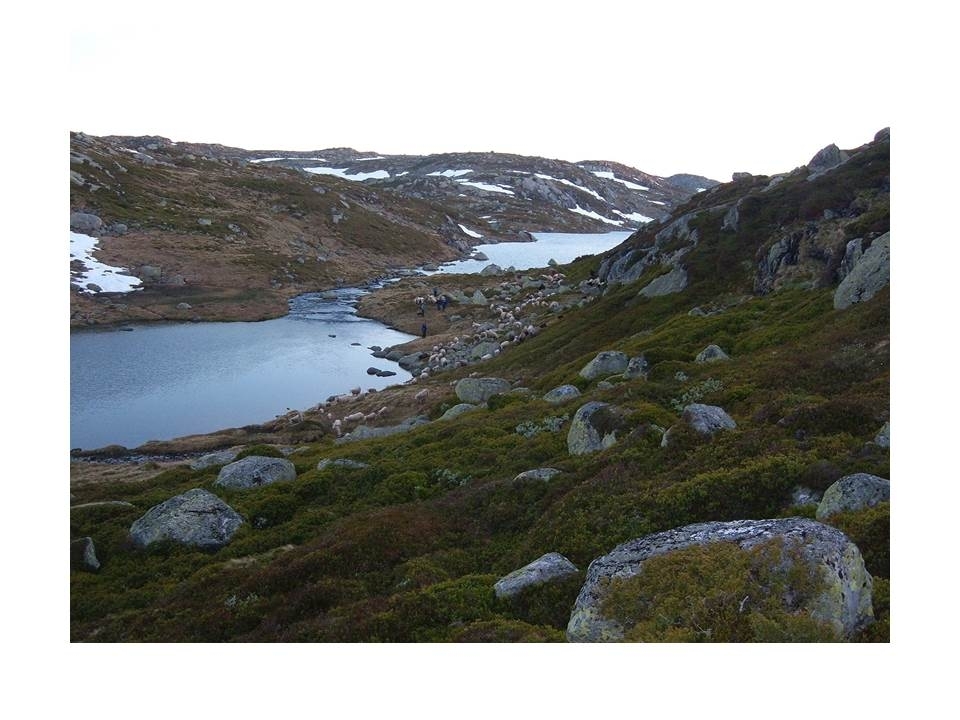 Microsoft PowerPoint presentasjon som presenterer "Jæren Smalalag". Bileta gir fakta om smalalaget, og viser nokre av lagets hytter og sauedrift i Setesdalsheiene.