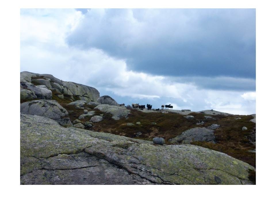 Microsoft PowerPoint presentasjon som presenterer "Jæren Smalalag". Bileta gir fakta om smalalaget, og viser nokre av lagets hytter og sauedrift i Setesdalsheiene.