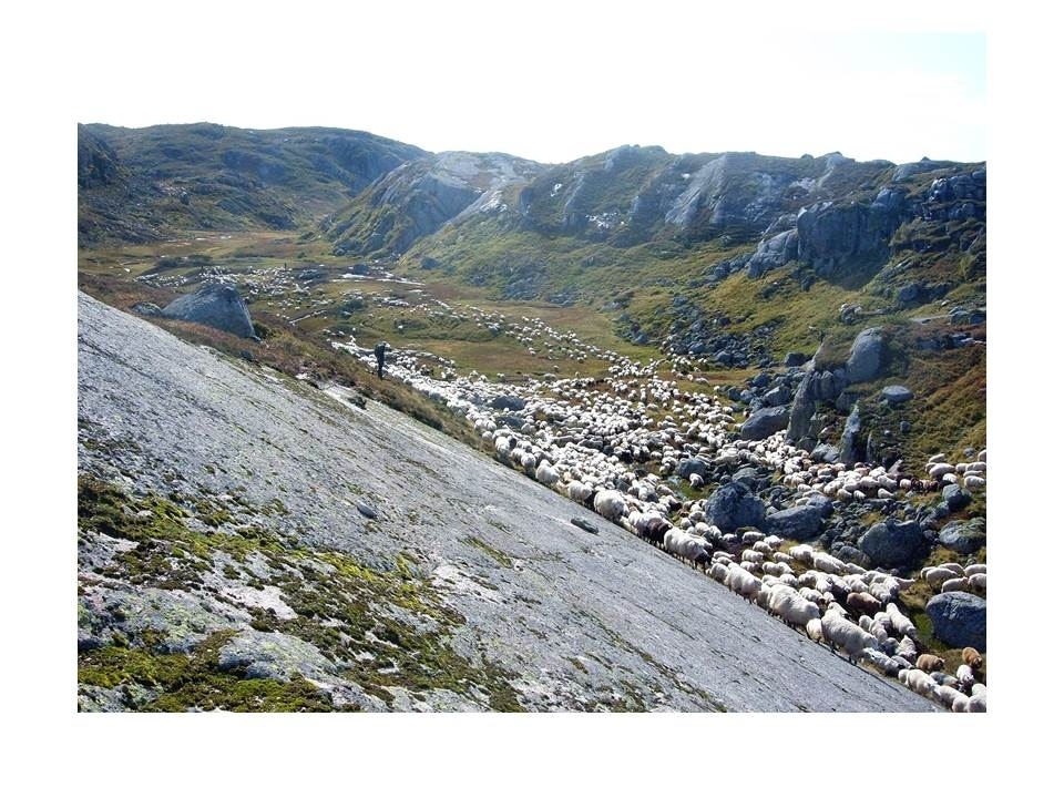 Driving av sauer igjennom Kotådalen mot Rågeloni i Valle kommune under sanking av sauene på hausten.